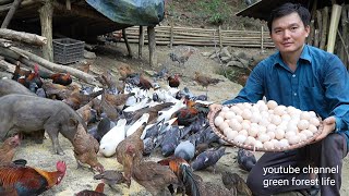 Every day I harvest hundreds of wild chicken eggs and bird eggs. Robert | Green forest life