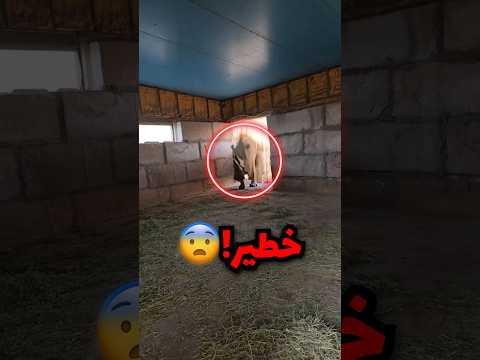 دخلت حضيرة وقربت من حيوان تحسبه أليف وهوا في الواقع شرير!!