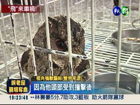 領角鴞"攔"計程車 當場撞昏頭!