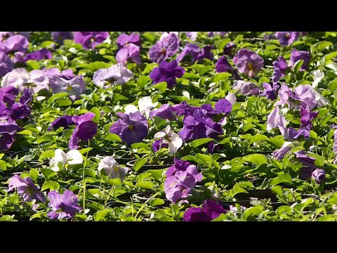 Info - 80.000 jesenjih sadnica krasi niške parkove (TV KCN 29.10.2025)