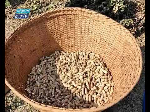 অল্প সময় ও স্বল্প পুঁজিতে বান্দরবানের বাদামের চাষ