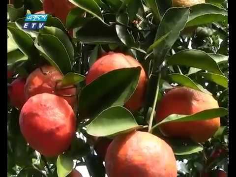 চুয়াডাঙ্গায় চাইনিজ কমলা চাষে তাক লাগানো সাফল্য