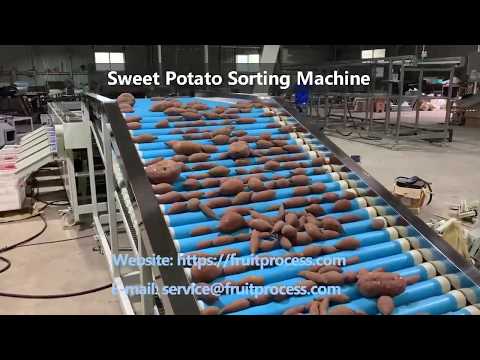 sweet potato sizer, sweet potato sorting grading machine#sweet potato #sorting