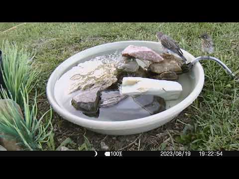 2023 0819 preening baby bluebird