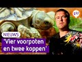 Tweekoppige schildpad geboren in Putten: 'Mijn vriendin begon te gillen'