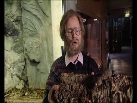 Bertils Turist nøtter Episode 3 av 6 Julenøttene 2007