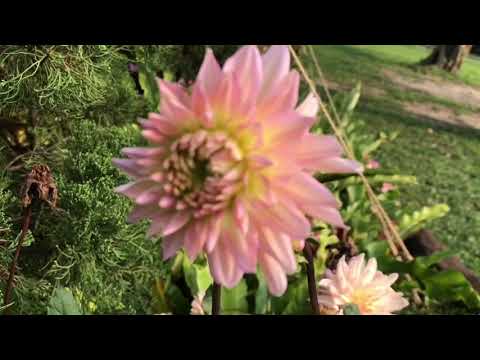 植物篇——大麗菊。Plant articles - Da Liju.