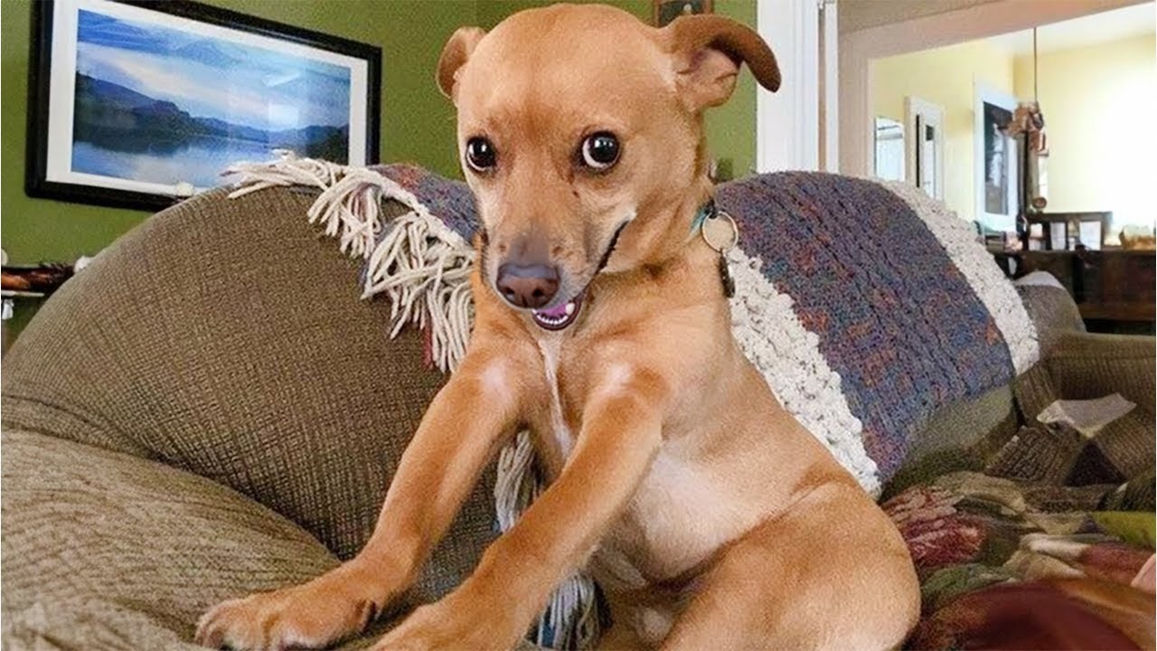 100 FUNNIEST Dog, Cat and Animal will Make You LAUGH 🤣