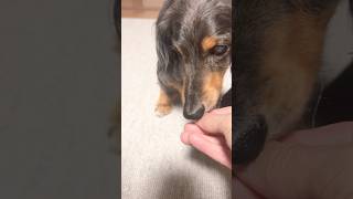 ぱくぱく🐶 #ミニチュアダックスフンド #癒し