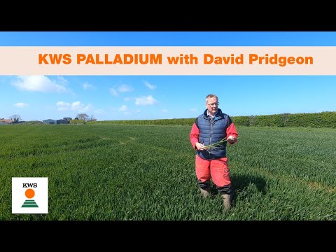 KWS Palladium with David Pridgeon