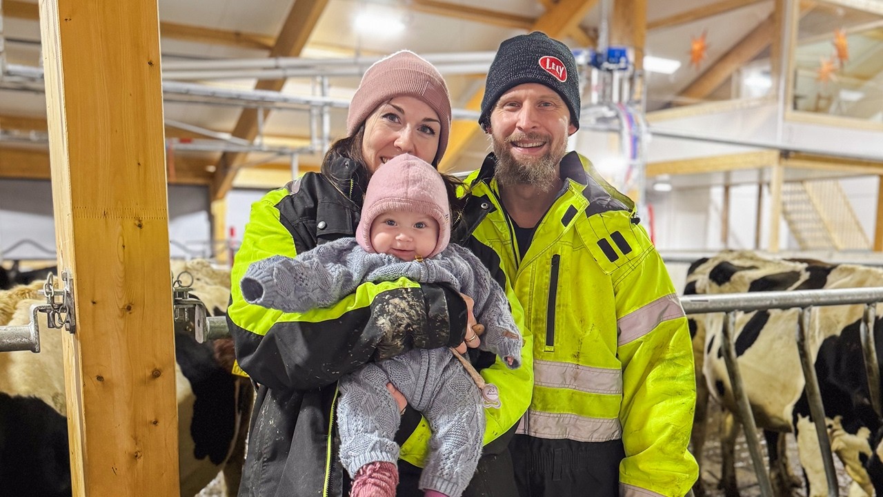 Melkekufjøs fra øverste hylle i Lensvik