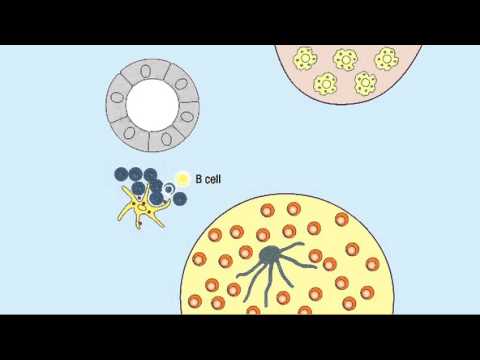 10 1 Germinal Center Reaction
