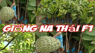 Cây na Thái – Hướng mới trong chuyển dịch cơ cấu cây trồng xã Tân Thành