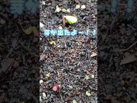 クラブアップル「ルドルフ」 植物