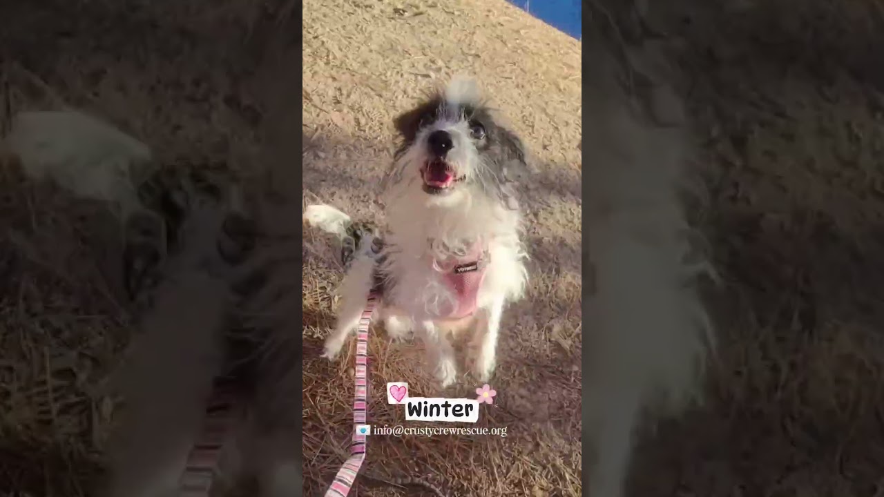 Enlarge Winter, a ADOPTABLE mixed breed in Running Springs, CA video 2/2