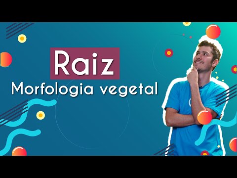 Plant Morphology: Root - Brasil Escola
