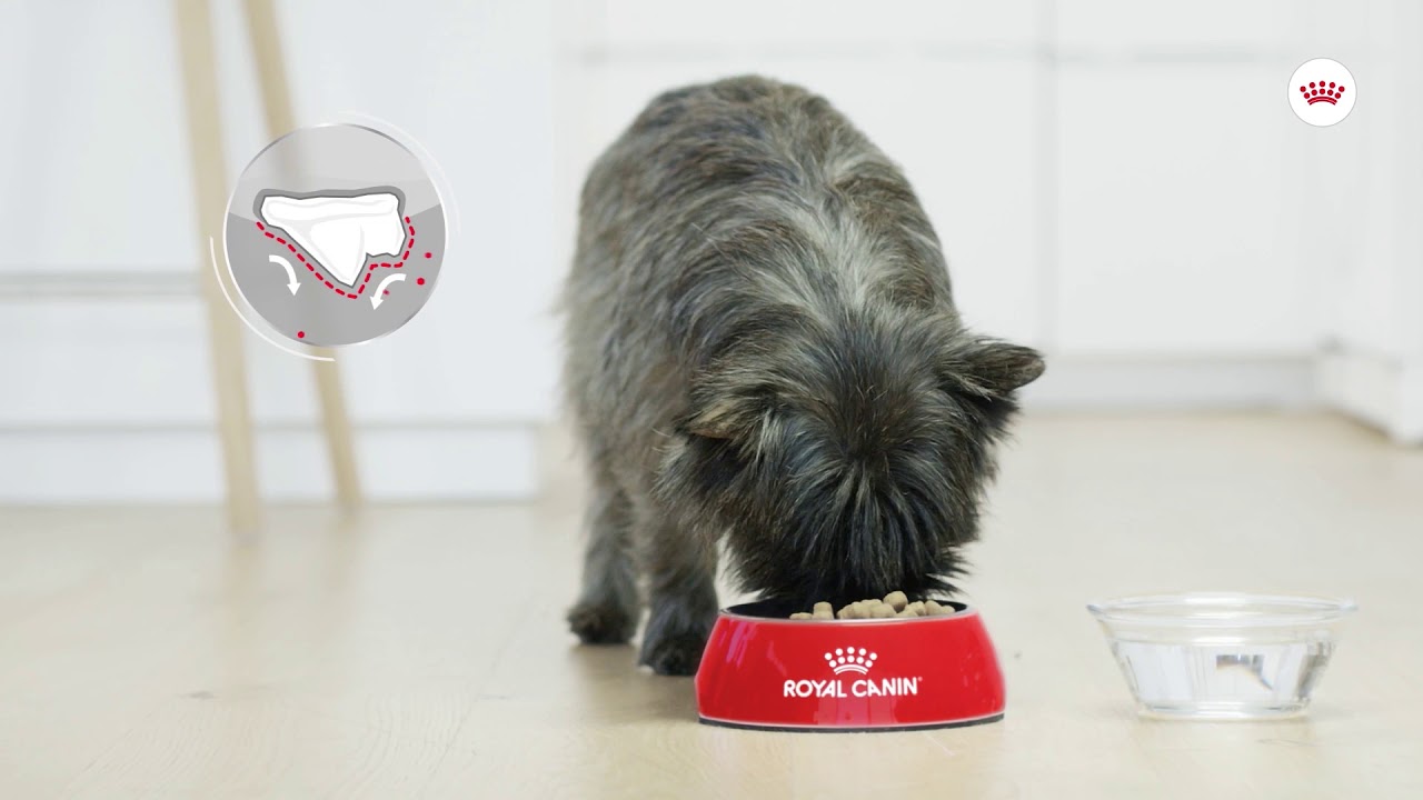 ROYAL CANIN® DENTAL CARE