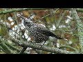 Slender billed Nutcracker - Nucifraga caryocatactes ssp macrorhynchos / Wageningen / 22-11-2018
