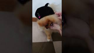 👻仮装(被り物)が嫌い過ぎるポメラニアンのハロウィンナイト🎃