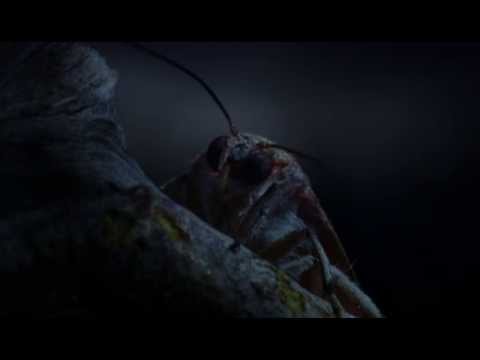 Moth jamming bat -- National Geographic Untamed Americas