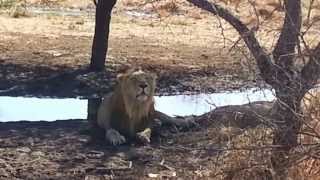 preview picture of video 'Asiatic Lion in Gir National Park, Sasan'