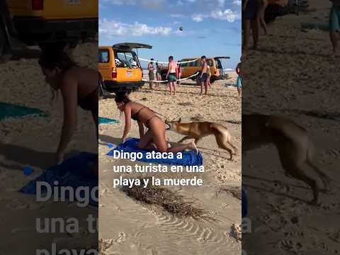 El momento en que un dingo ataca una turista en una playa y la muerde. No es el único caso