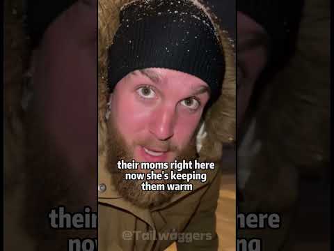 Rescuing a Helpless Black Panther 🐾✨ #panther #help #animalrescue #animals #viral