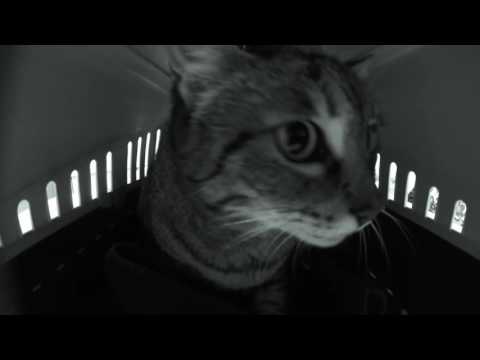 GARRAPATIAN NIGHTMARE (Starring Bichina)