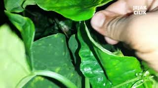 Download lagu Suara Belalang Asli dimalam hari | Animal Sound mp3