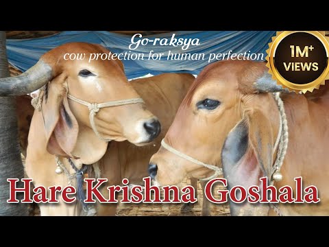 Hare Krishna Goshala @ Salem