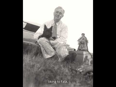 FDR's Scottish Terrier