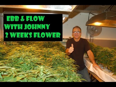 Ebb & Flow tutorial With Johnny. Two weeks flower