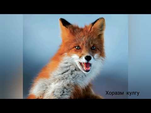 Хоразмча анекдот.  Хоразм прикол . Зерип кизикчи.