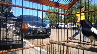 Download lagu Pancingan untuk kacer yg lambat panas mp3