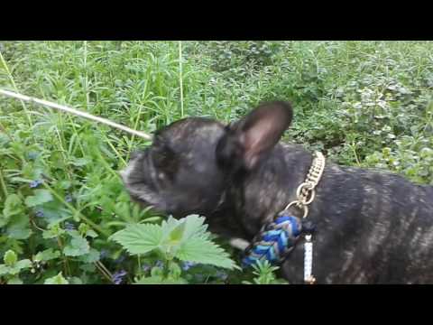 Schieti die Kräuterhexe