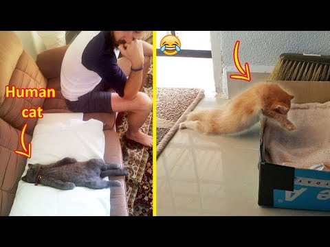 Cats Who Were Caught Sleeping In The Weirdest Positions ๐น