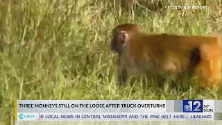 3 monkeys still on the loose after truck overturns on Mississippi highway