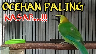 Download lagu cucak ranting gacor suara kasar paling ampuh untuk pancingan cucak ranting bahan mp3 Download lagu cucak ranting gacor suara kasar paling ampuh untuk pancingan cucak ranting bahan mp3