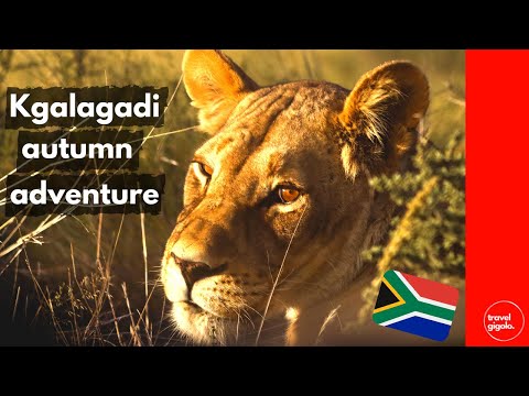 A Journey to the Spectacular Kgalagadi National Park (Kgalagadi Transfrontier Park)