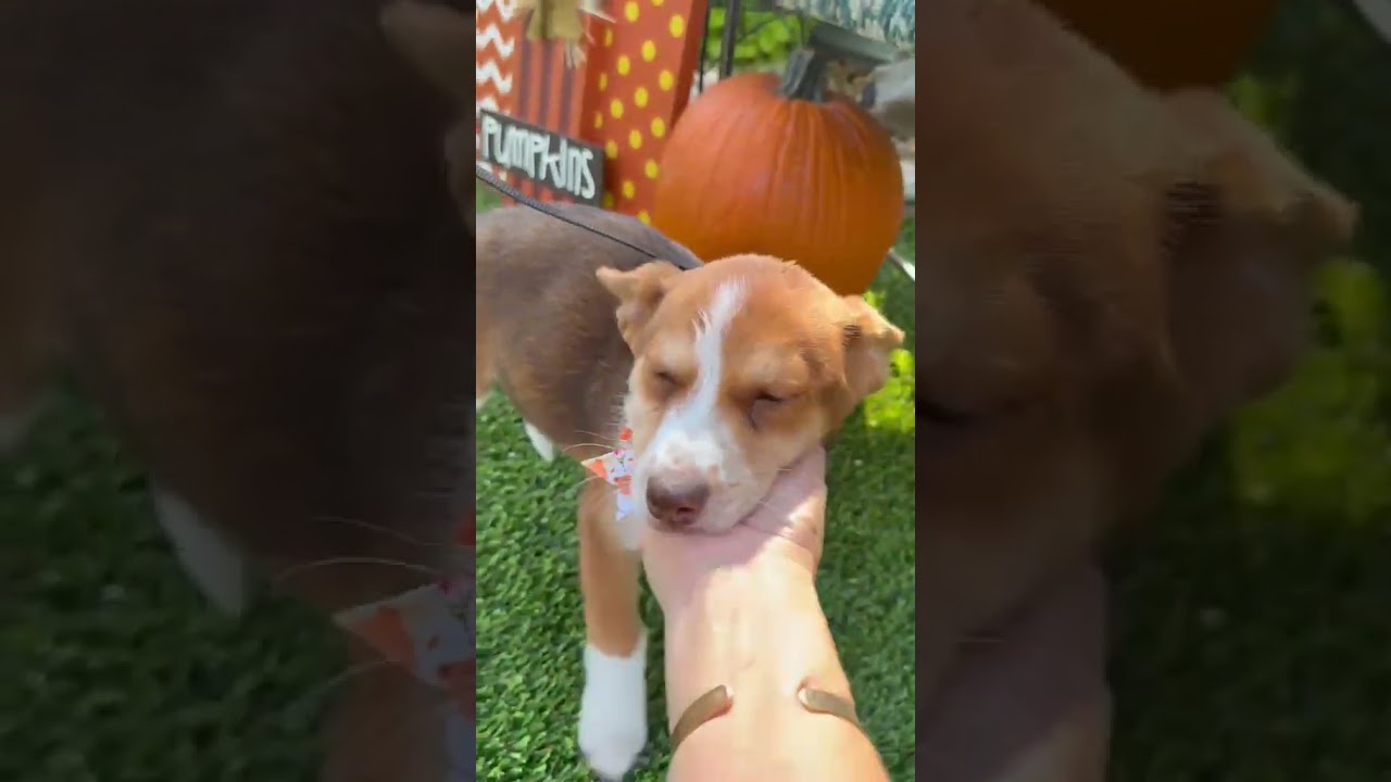 Enlarge Ruby, a Adoptable mixed breed in Poughkeepsie, NY video 3/6