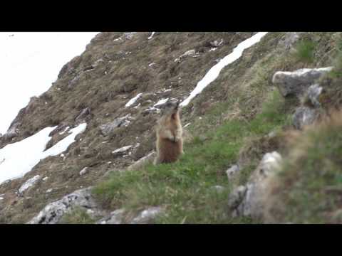 Marmotta Alpina🐿️Murmeltiere🐿️Alpenmurmeltier