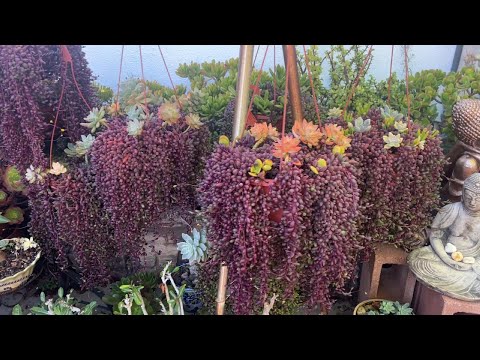 Kay's Garden Tour - October 2025