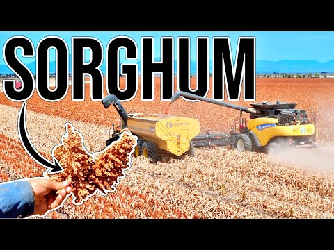 We’re Harvesting Again! | Vlog 463
