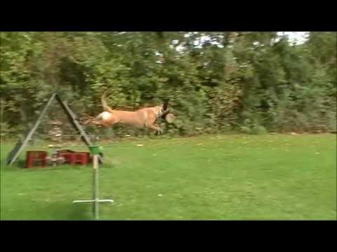 Keshia vom Brunsbeker Land Apportieren vom 28 09 2013