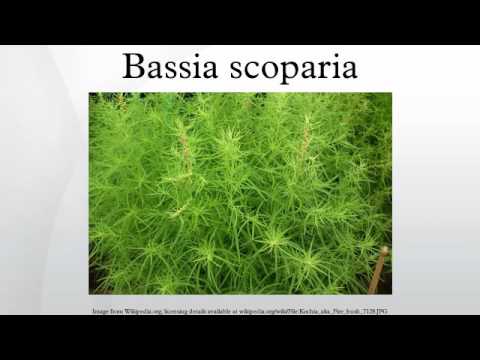 download lagu mp3 mp4 Bassia Scoparia Trichophylla, download lagu Bassia Scoparia Trichophylla gratis, unduh video klip Bassia Scoparia Trichophylla
