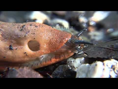 Nederland SLUG OF NAAKTSLAK