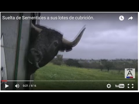 Suelta de Sementales a sus lotes de cubrición.