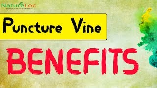 Puncture Vine Benefits - NatureLoC Youtube