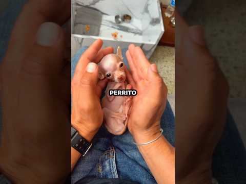 The smallest dog in the world (@mini.mew.official/IG) #shorts