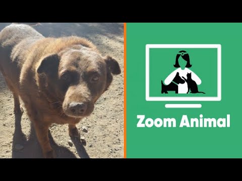Consejos para tratar la obesidad en perros | Zoom Animal